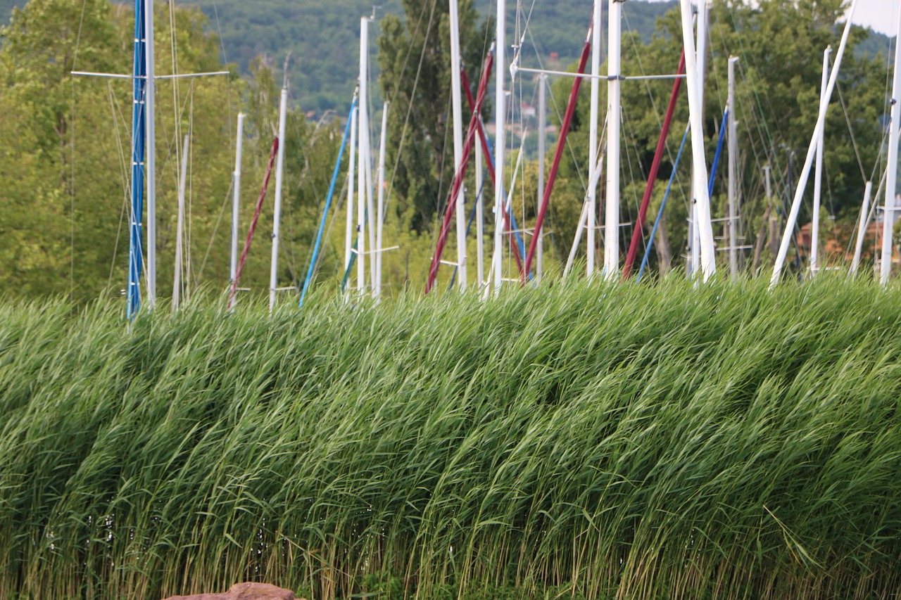 reed aquatic plant mast free photo