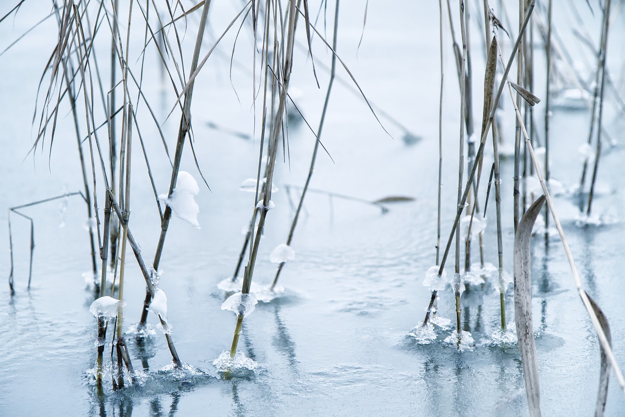 reed frozen cold free photo