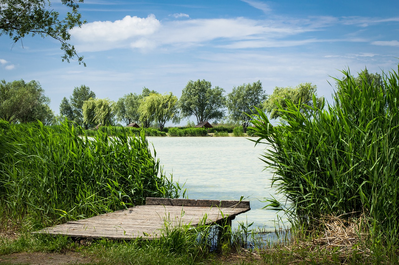 reed lake landscape free photo