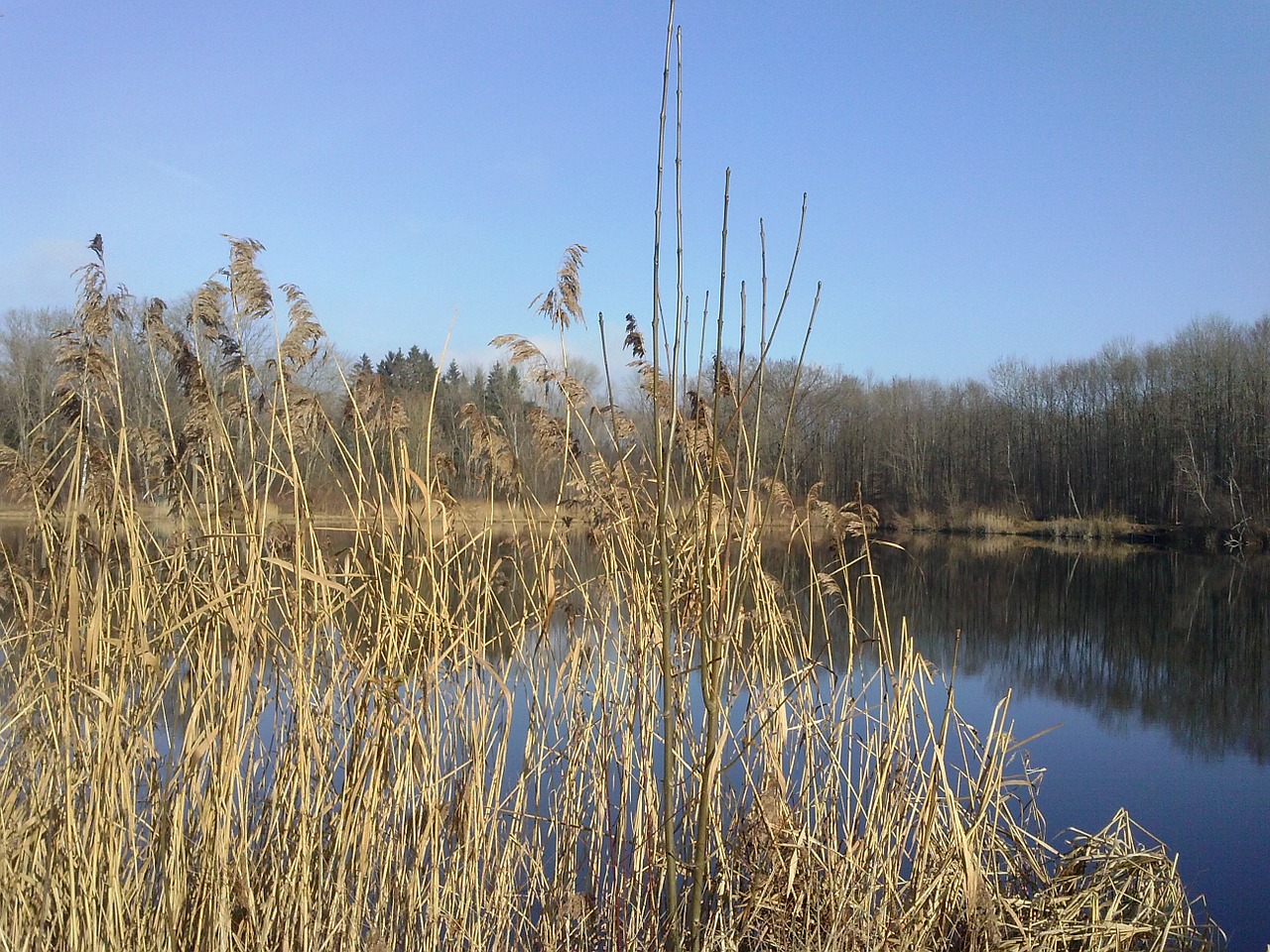 reed lake mirroring free photo