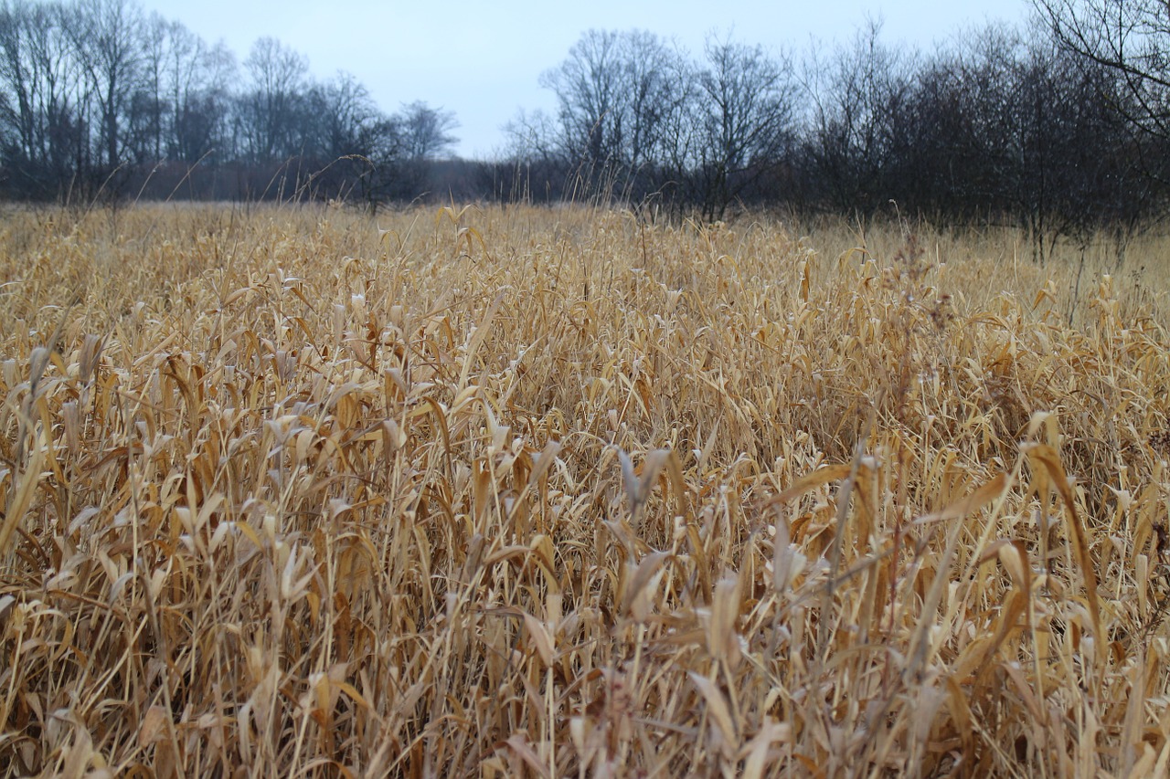 reed grass plant free photo