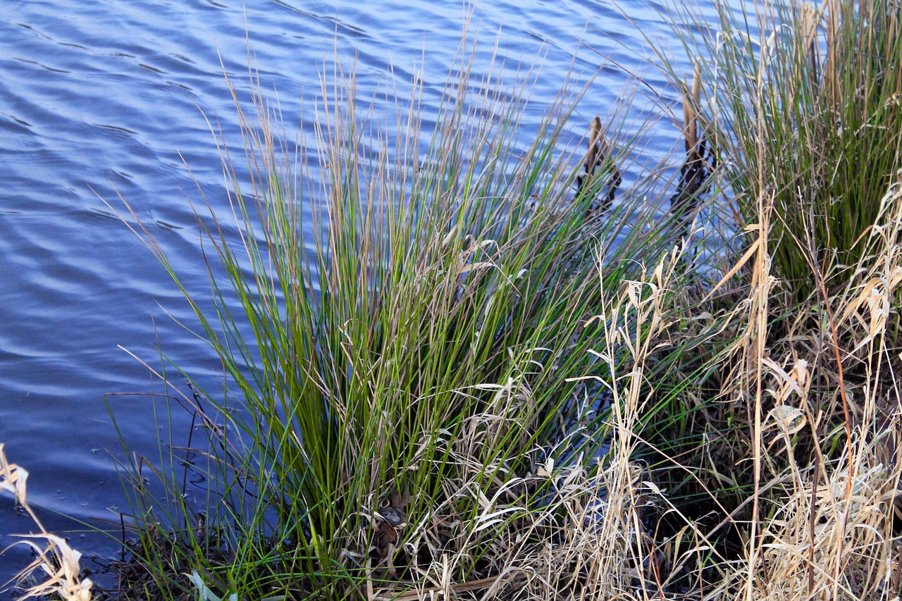 reed water pond free photo