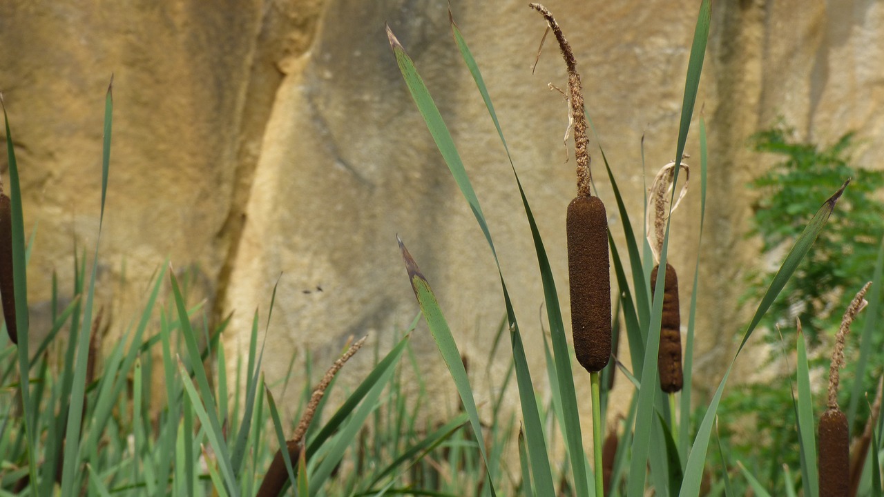 reed landscape nature free photo