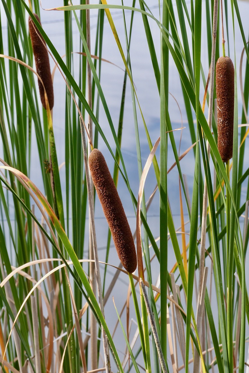 reed reedbeds on the water free photo