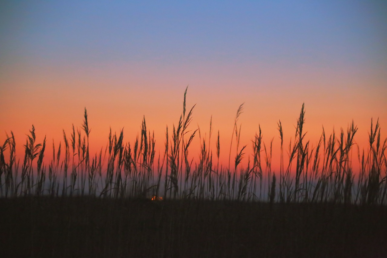 reed reeds glow free photo