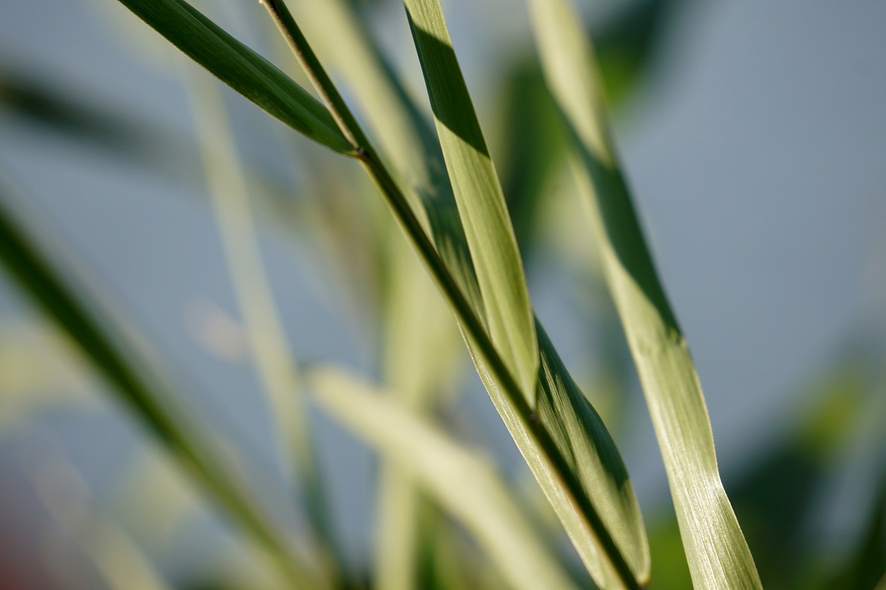 reed grass nature free photo