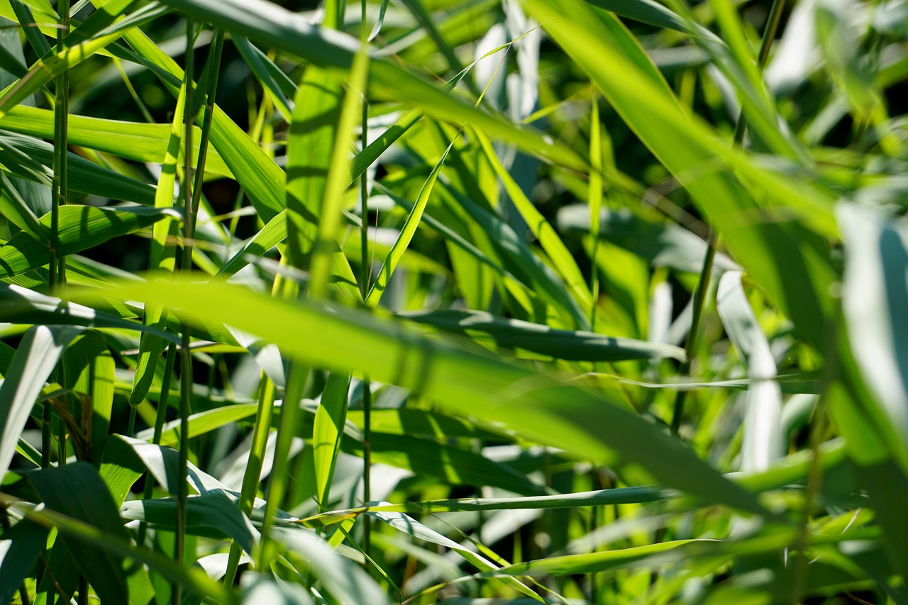 reed grass green free photo