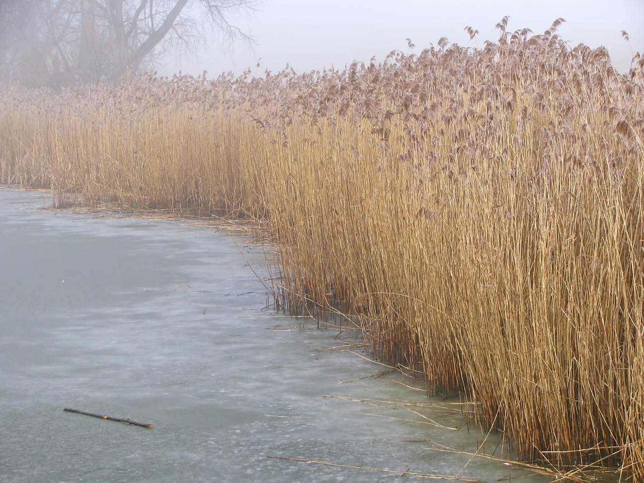 reed pond winter free photo