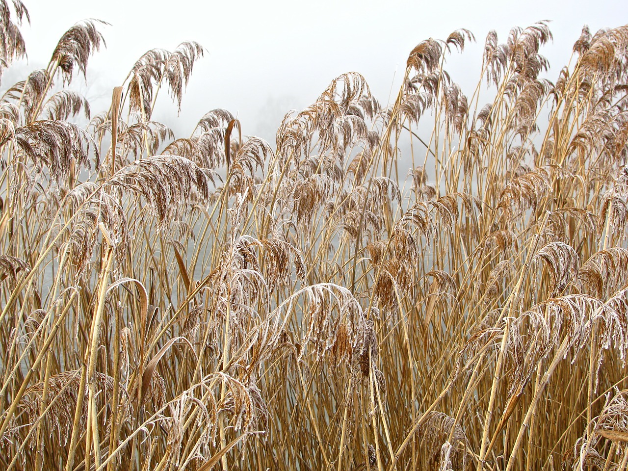 reed pond winter free photo