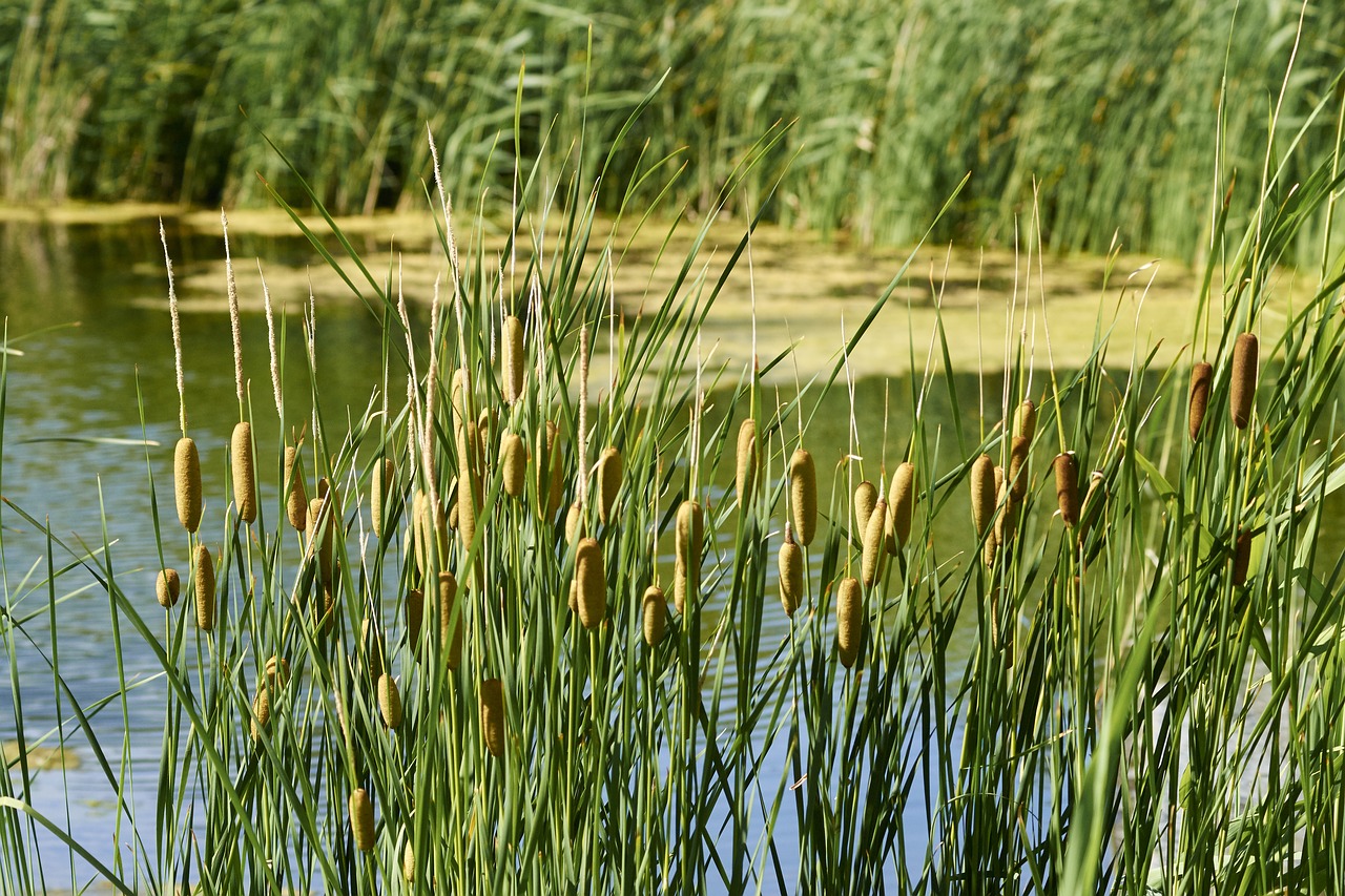 reed nature body of water free photo