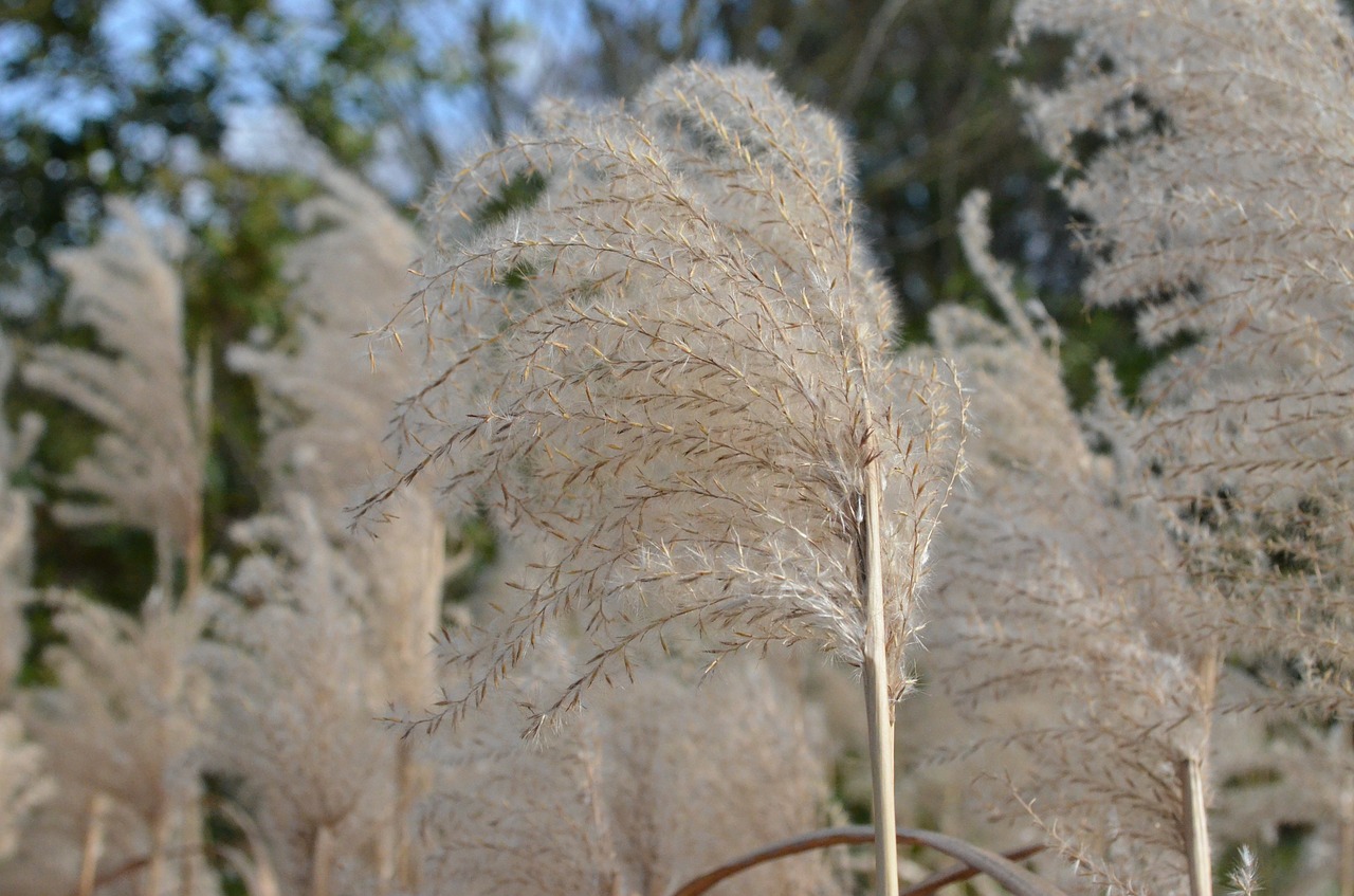 reed marsh lance grasses free photo