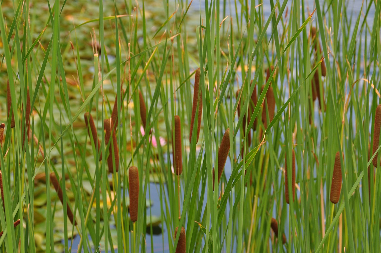 reed nature marsh plant free photo