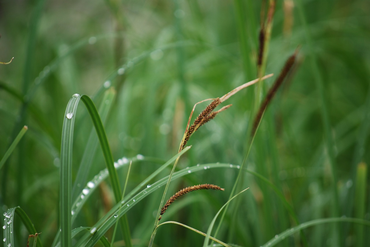 reed grass dew free photo