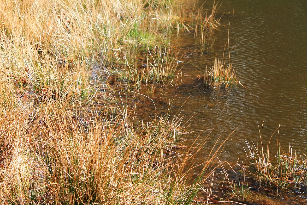 reed bank lake free photo