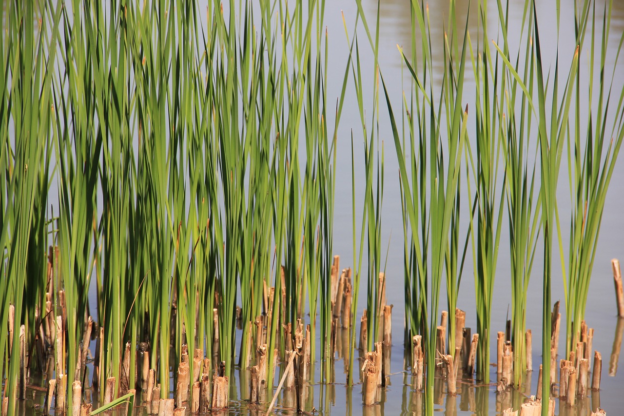 reed water landscape free photo