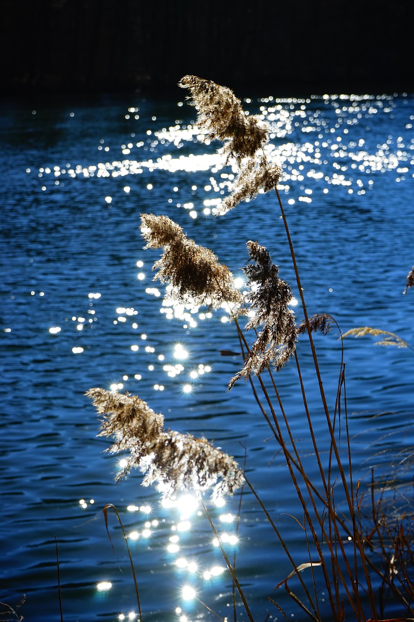 reed phragmites australis phragmites communis trin free photo