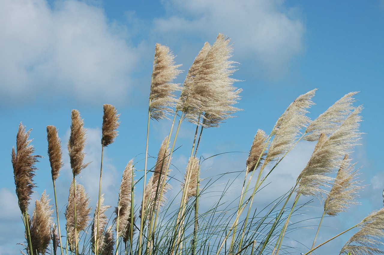 reed wind nature free photo
