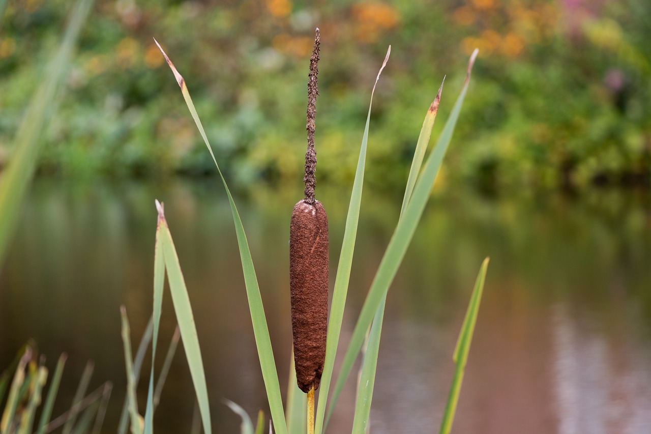 reed water summer free photo