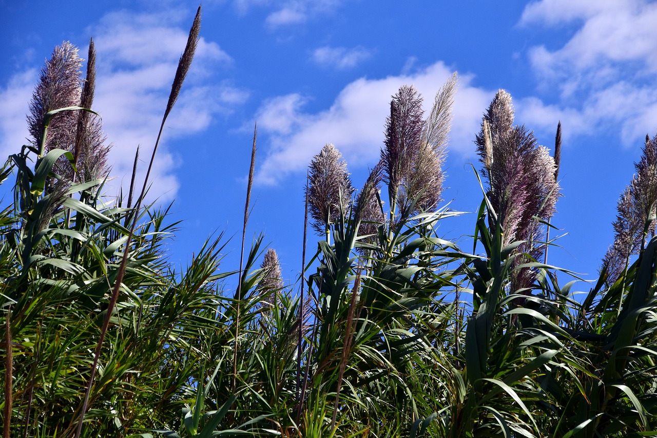 reed plant nature free photo