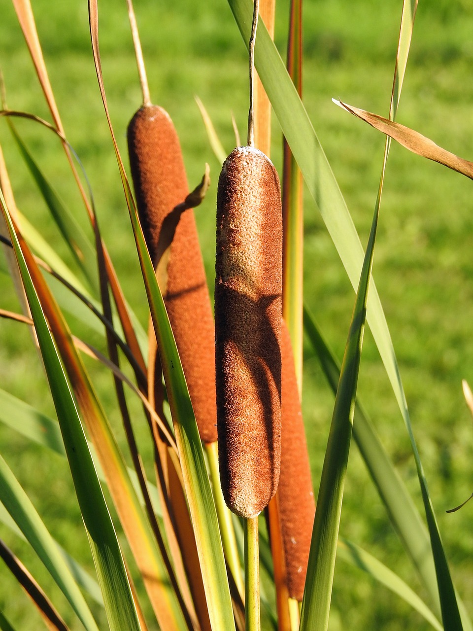 reed field france free photo