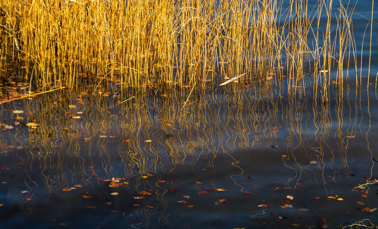 reed mirroring water free photo