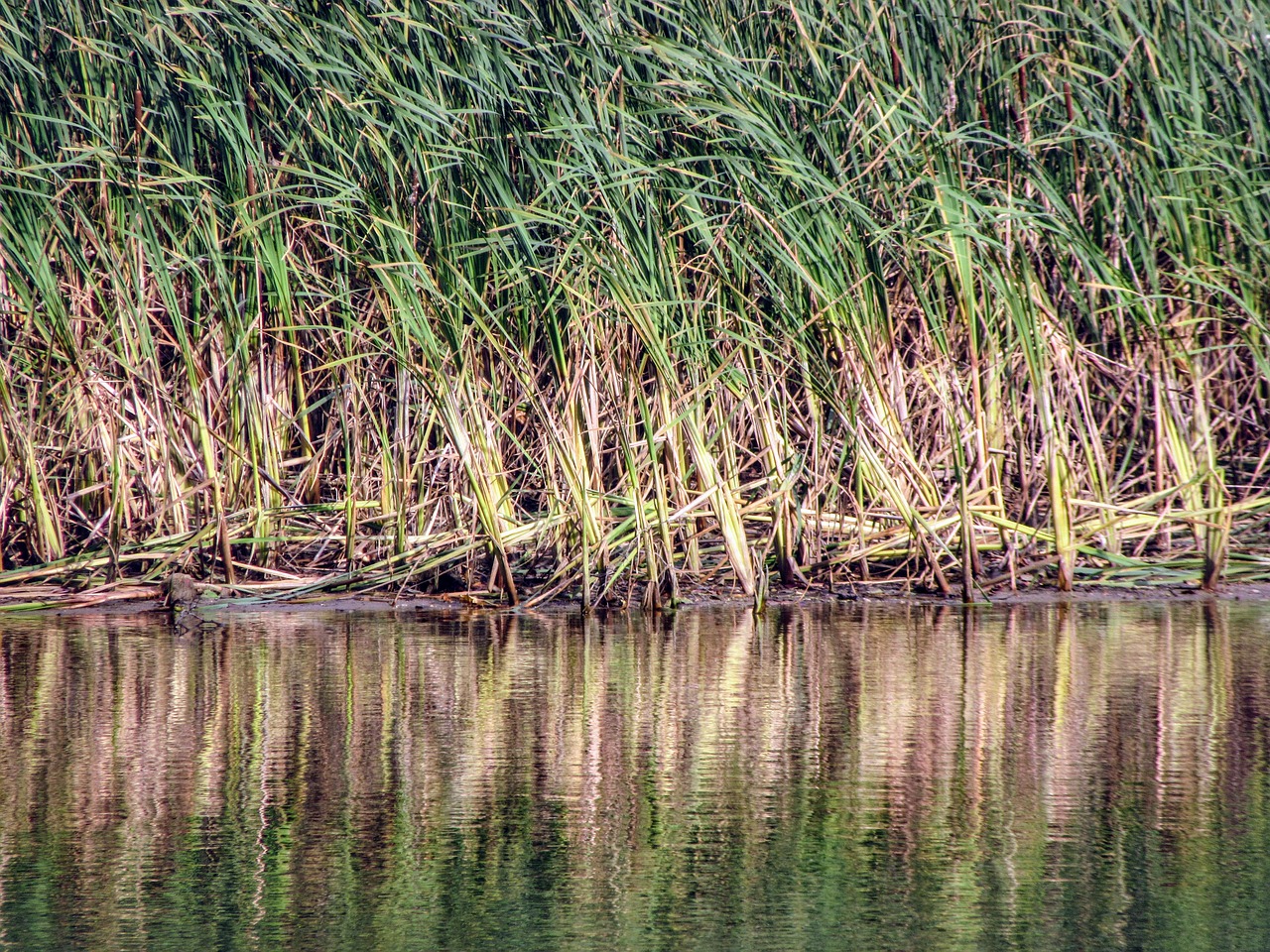 reed water nature free photo