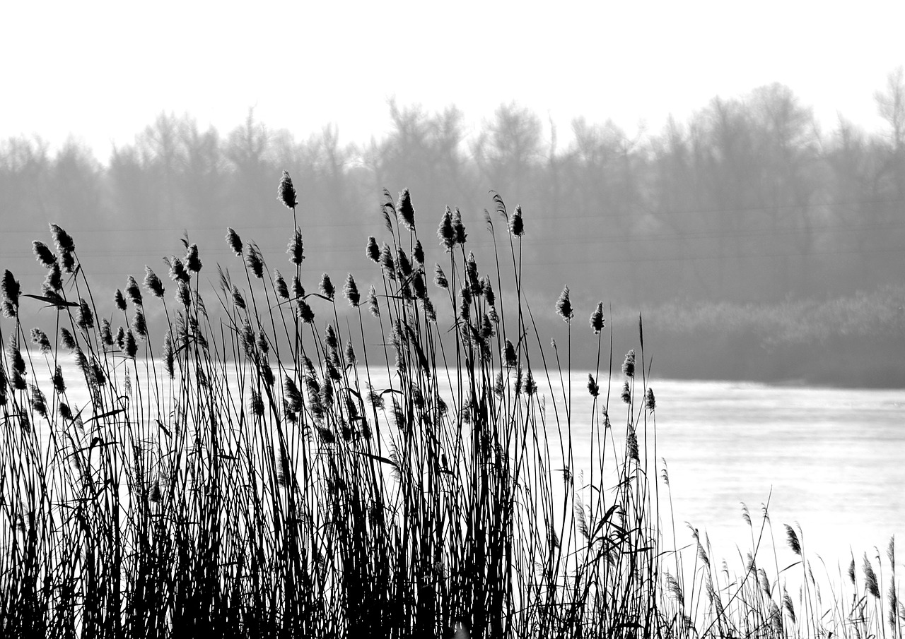 reed river winter free photo