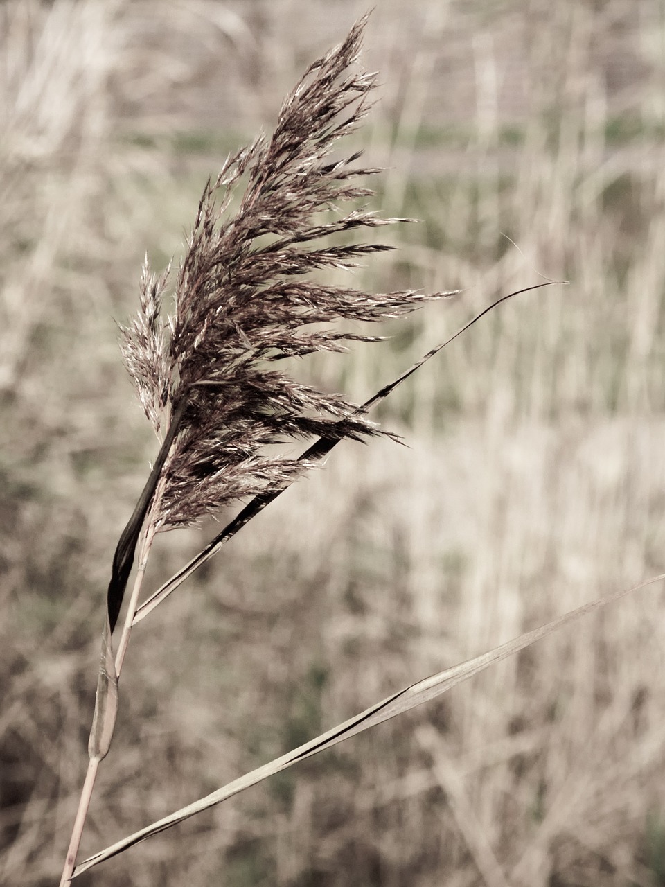 reed arid dried free photo