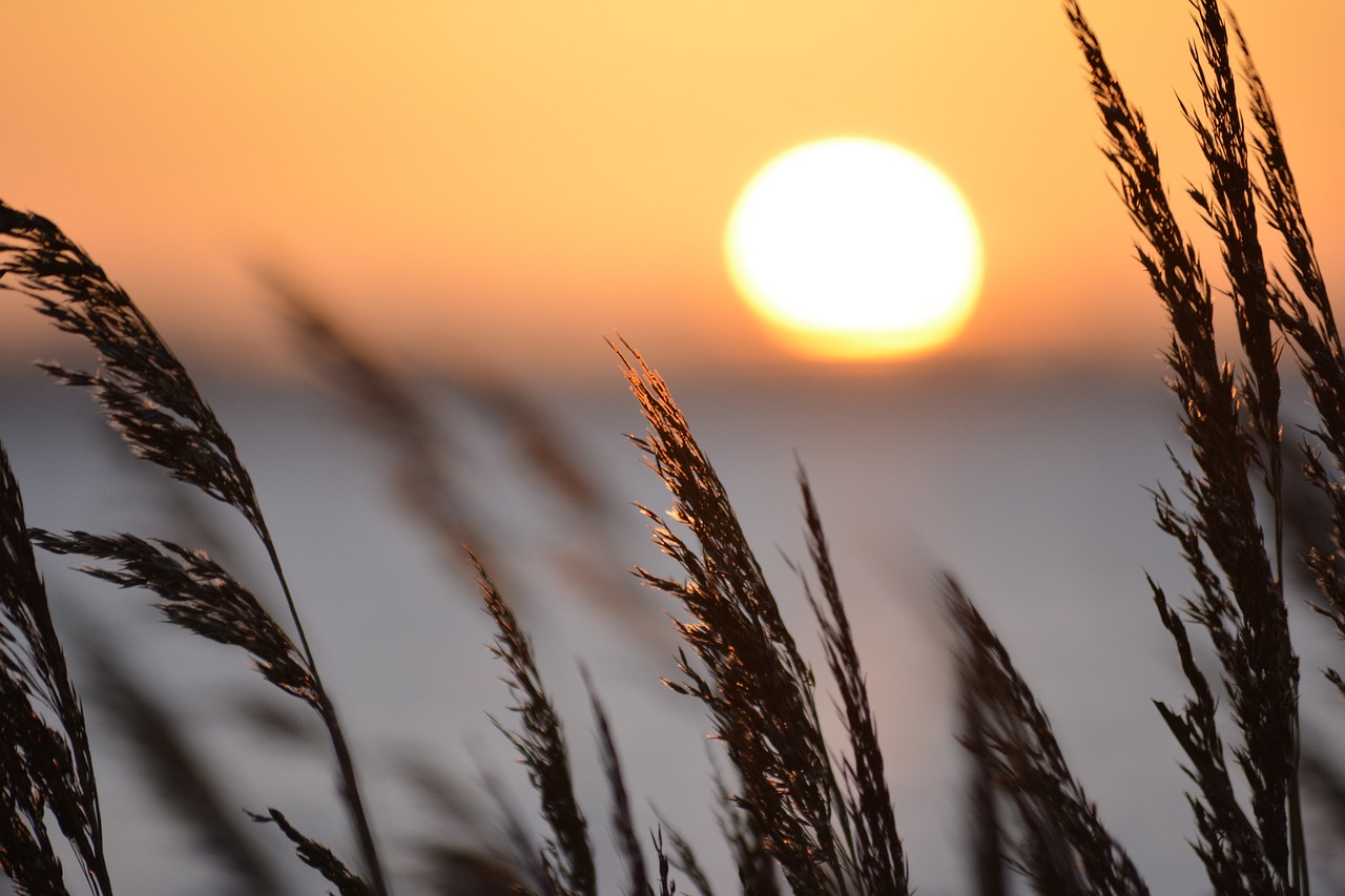 reed sea sunset free photo