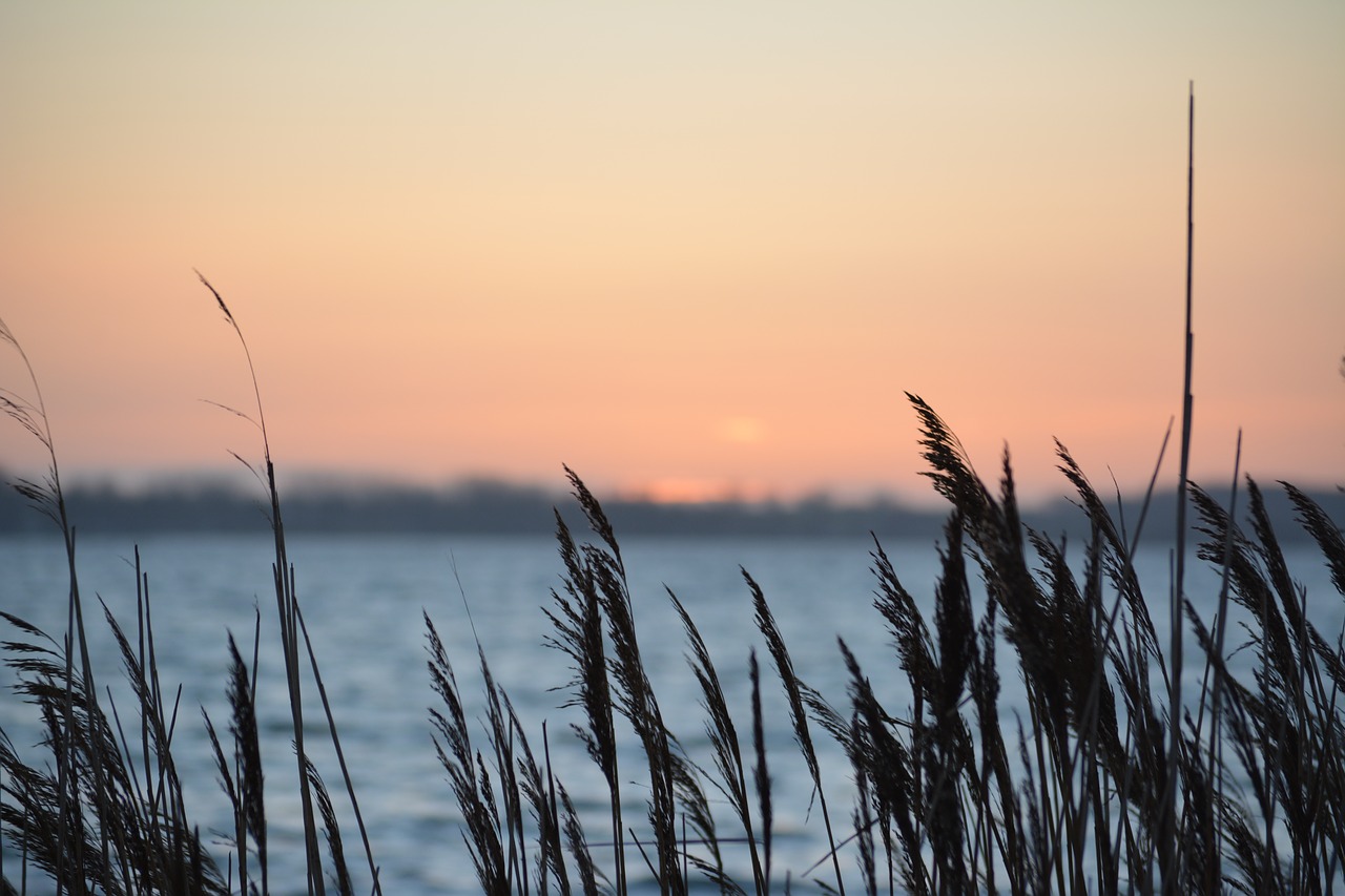 reed sunset north sea free photo
