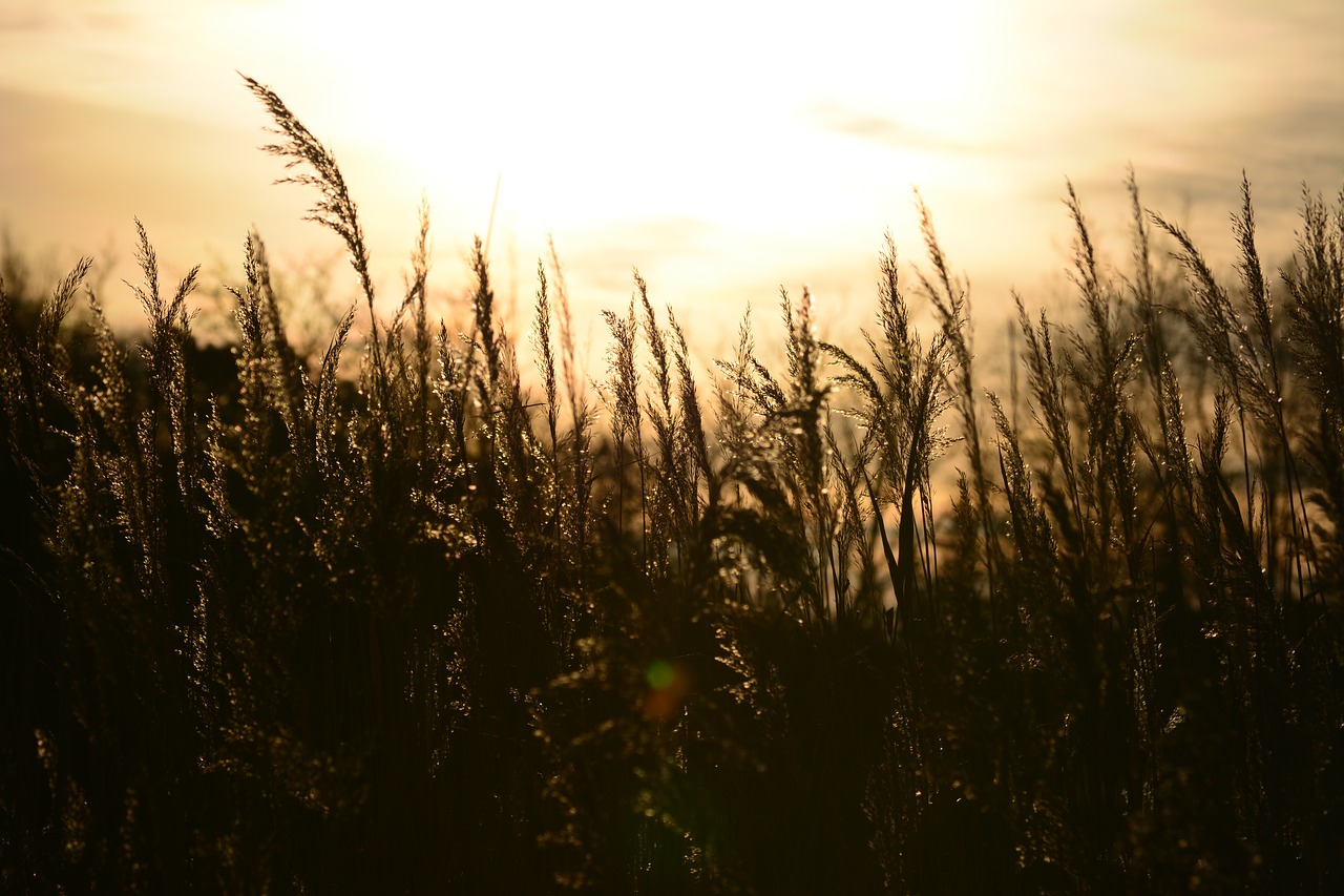 reed sunset mood free photo