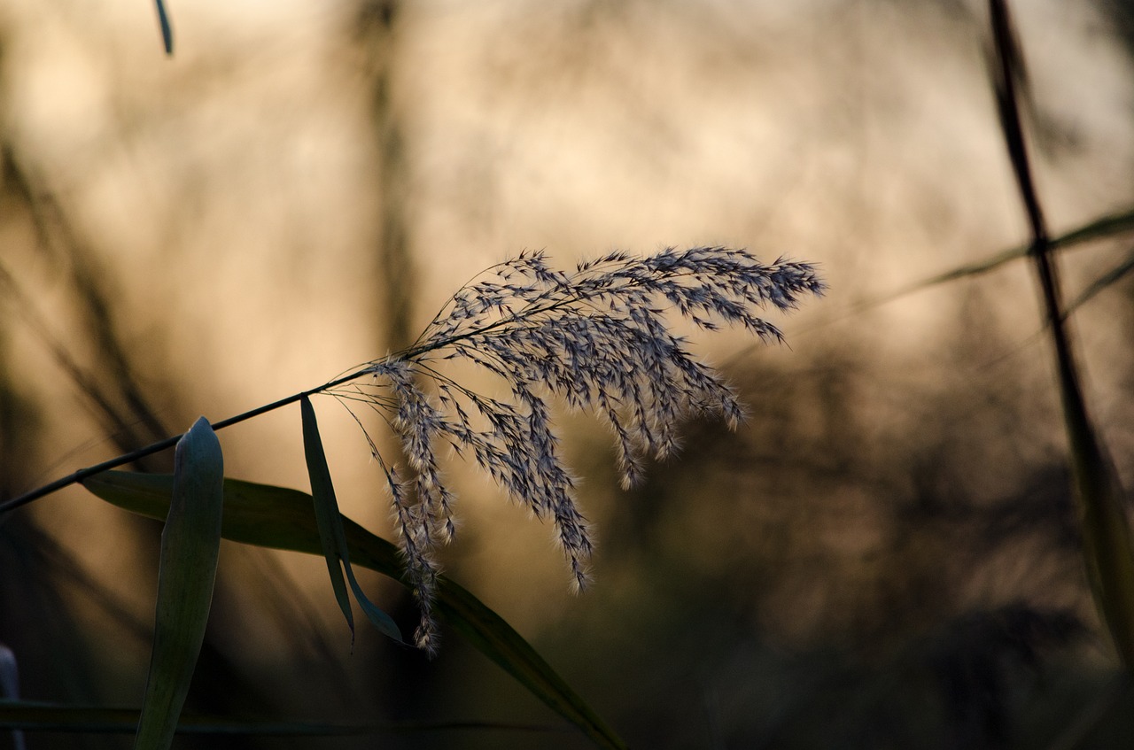 reed nature grass free photo