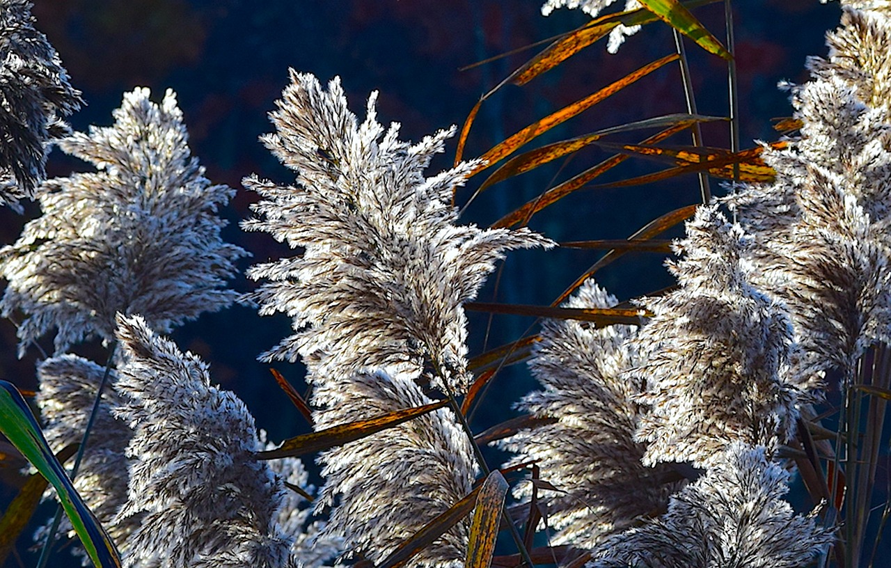 reed sunlight nature free photo