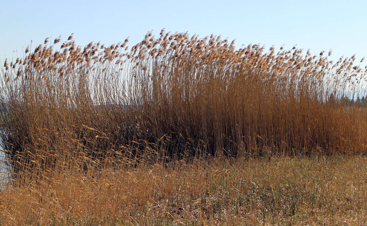 reed marsh plant grass free photo
