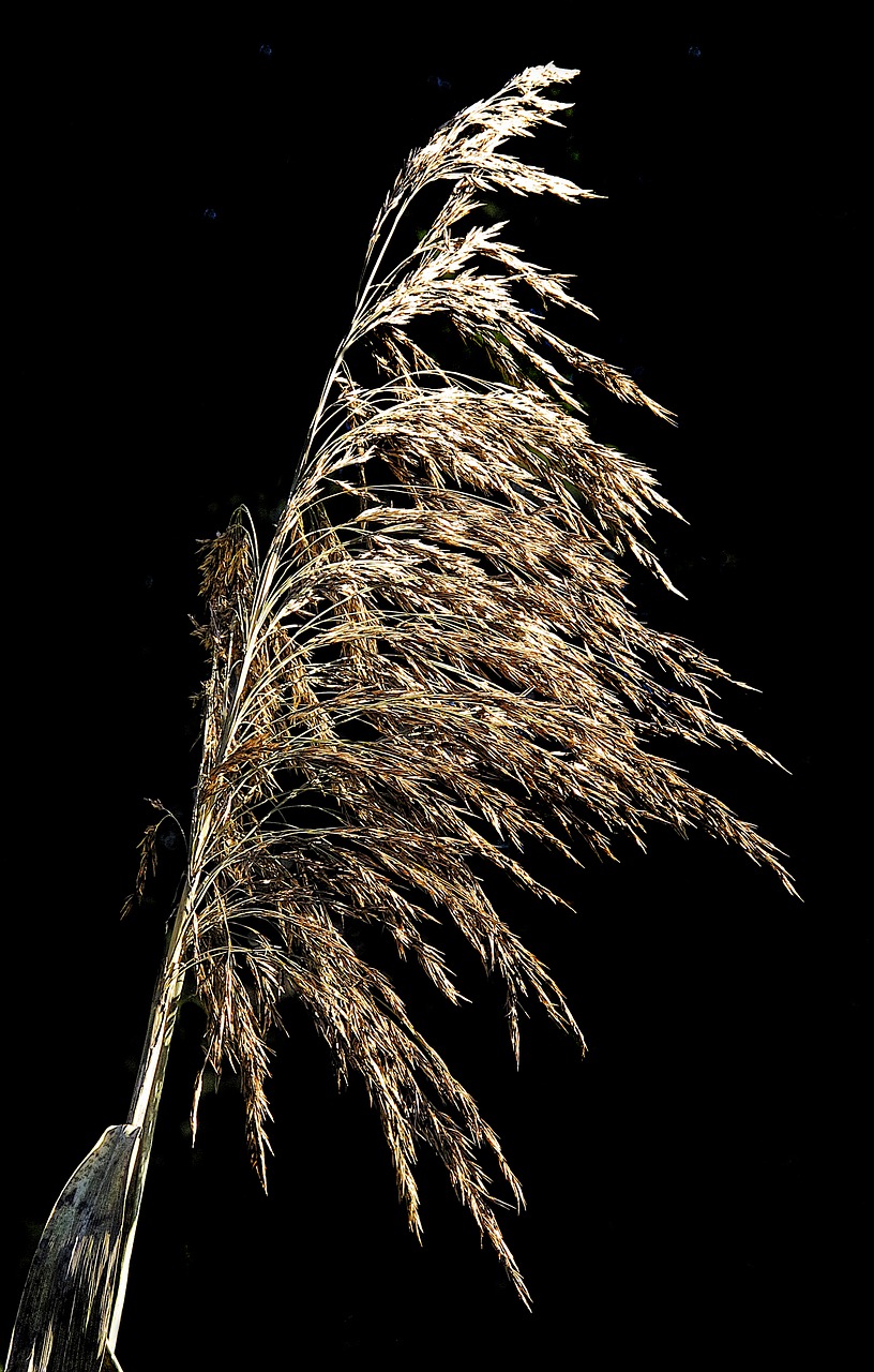 reed blade of grass lighting free photo