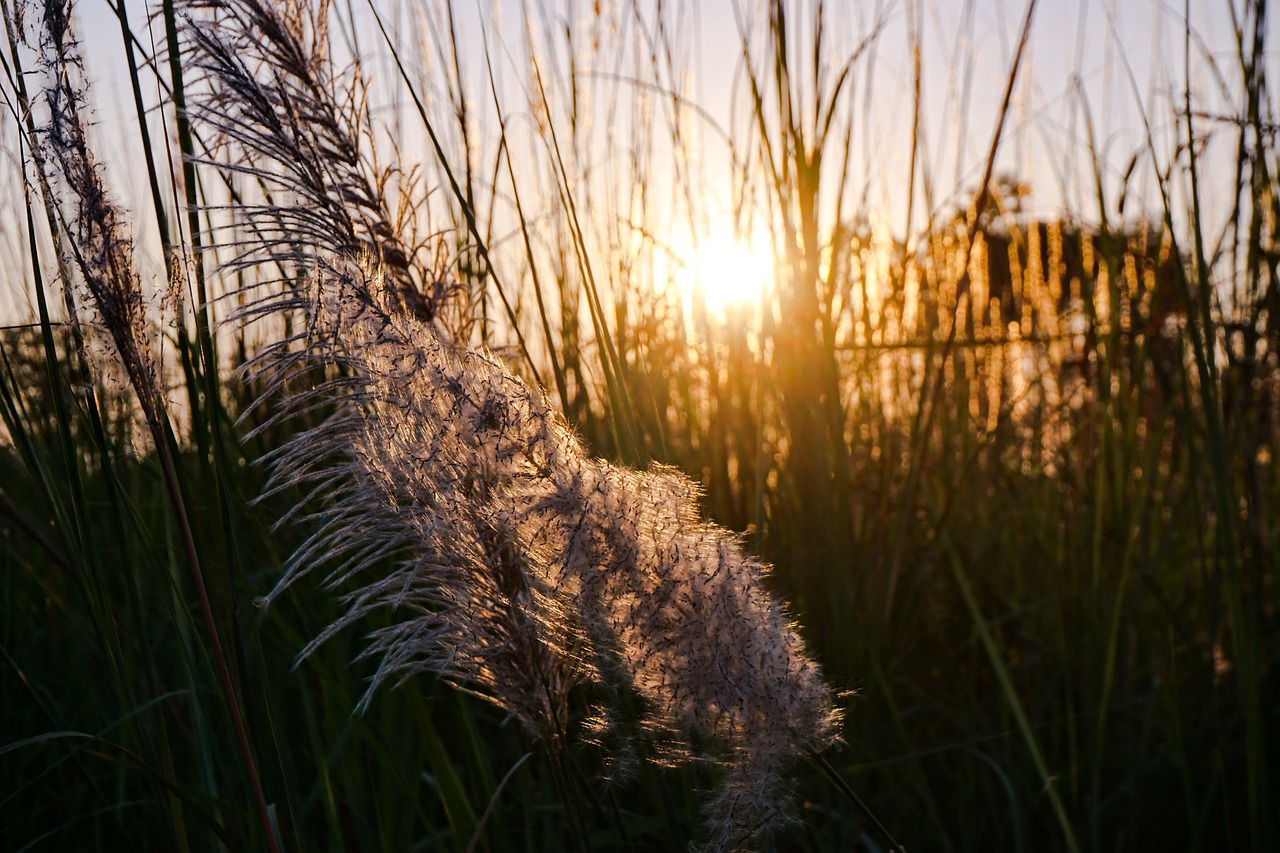 reed nature grass free photo