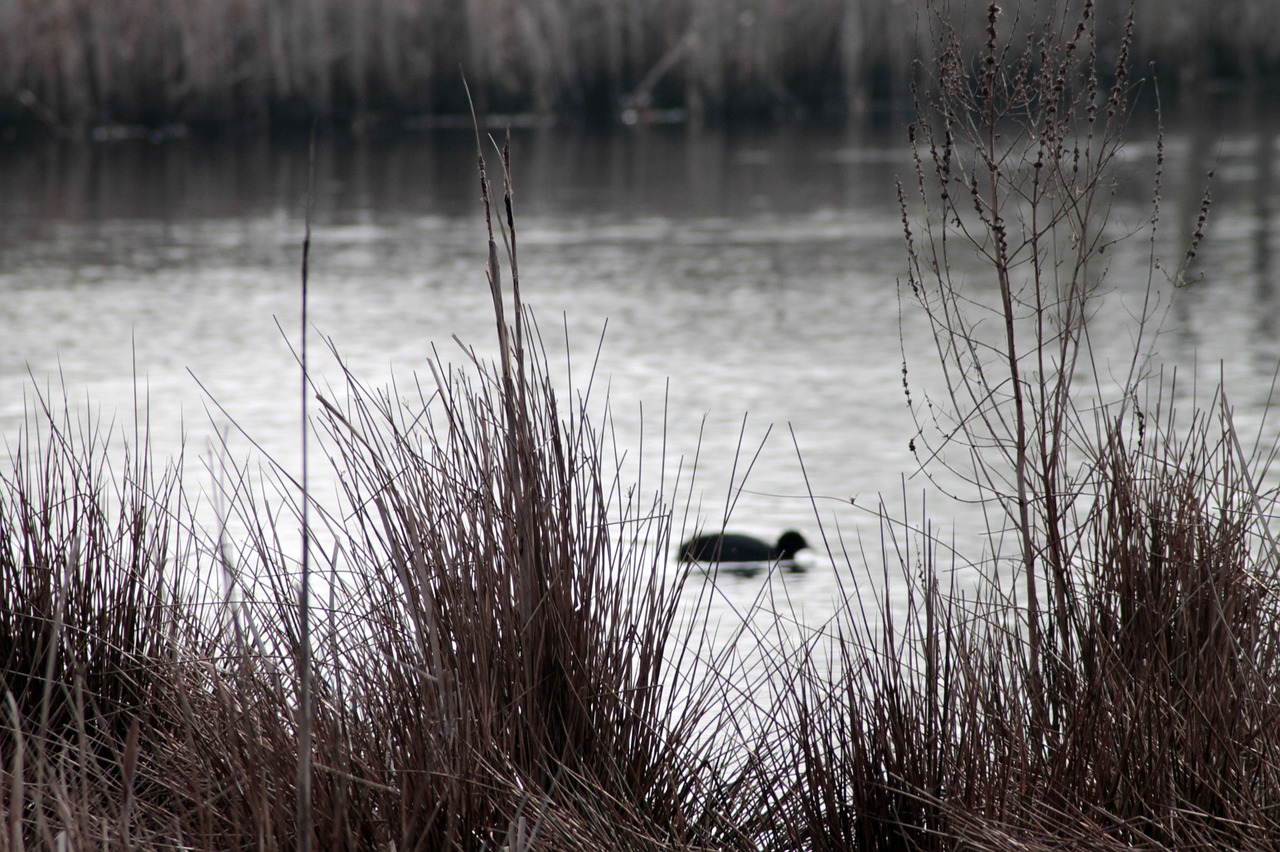 reed water waters free photo