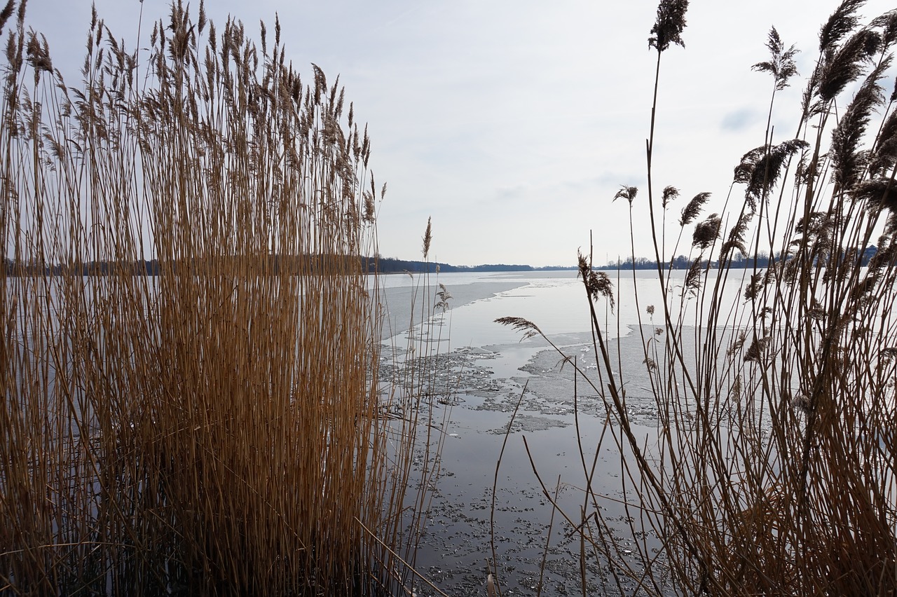 reed nature waters free photo