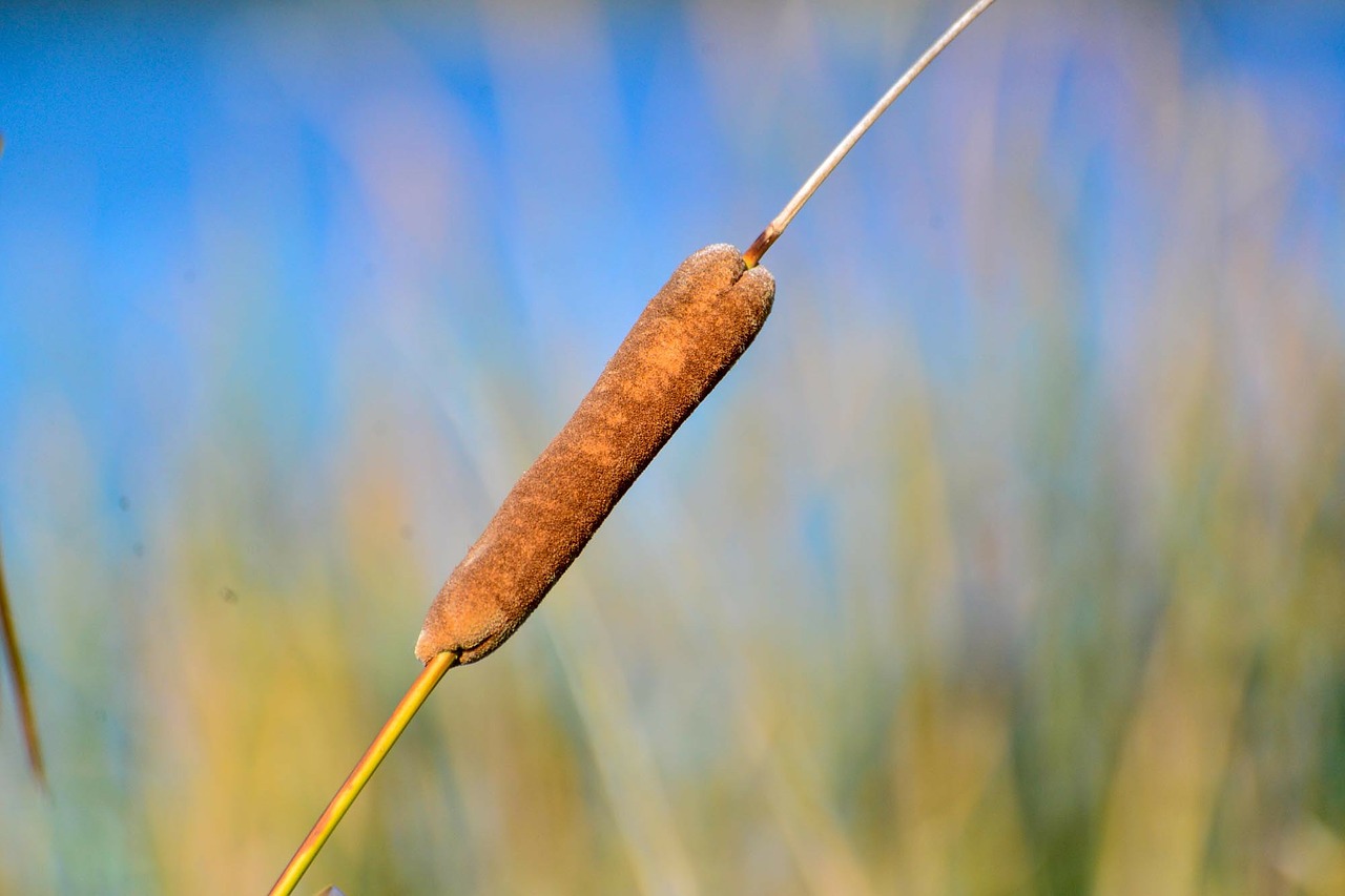 reed canberra australia free photo