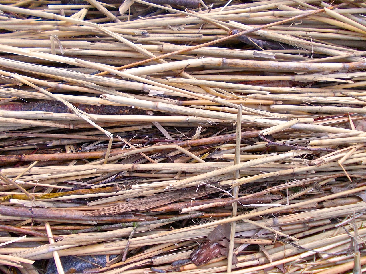 reed structure nature free photo