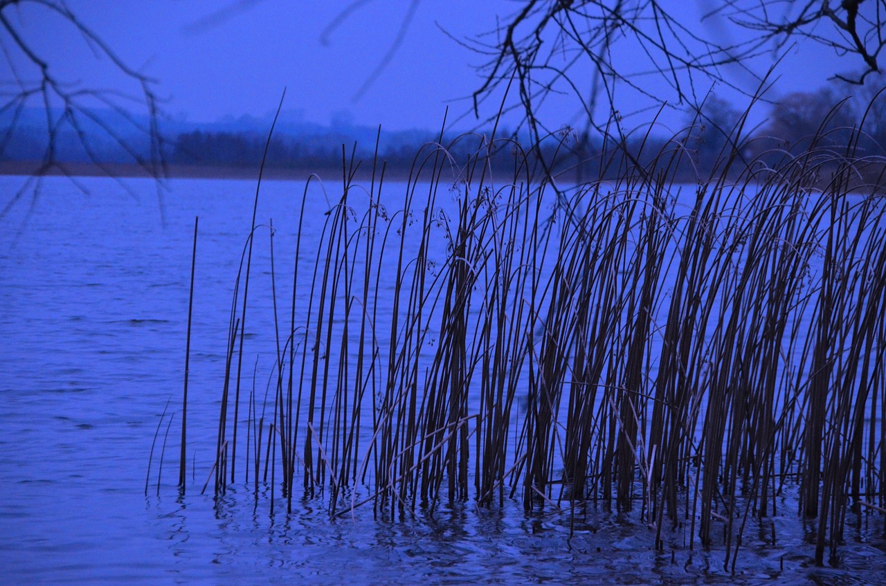 reed lakeside evening free photo