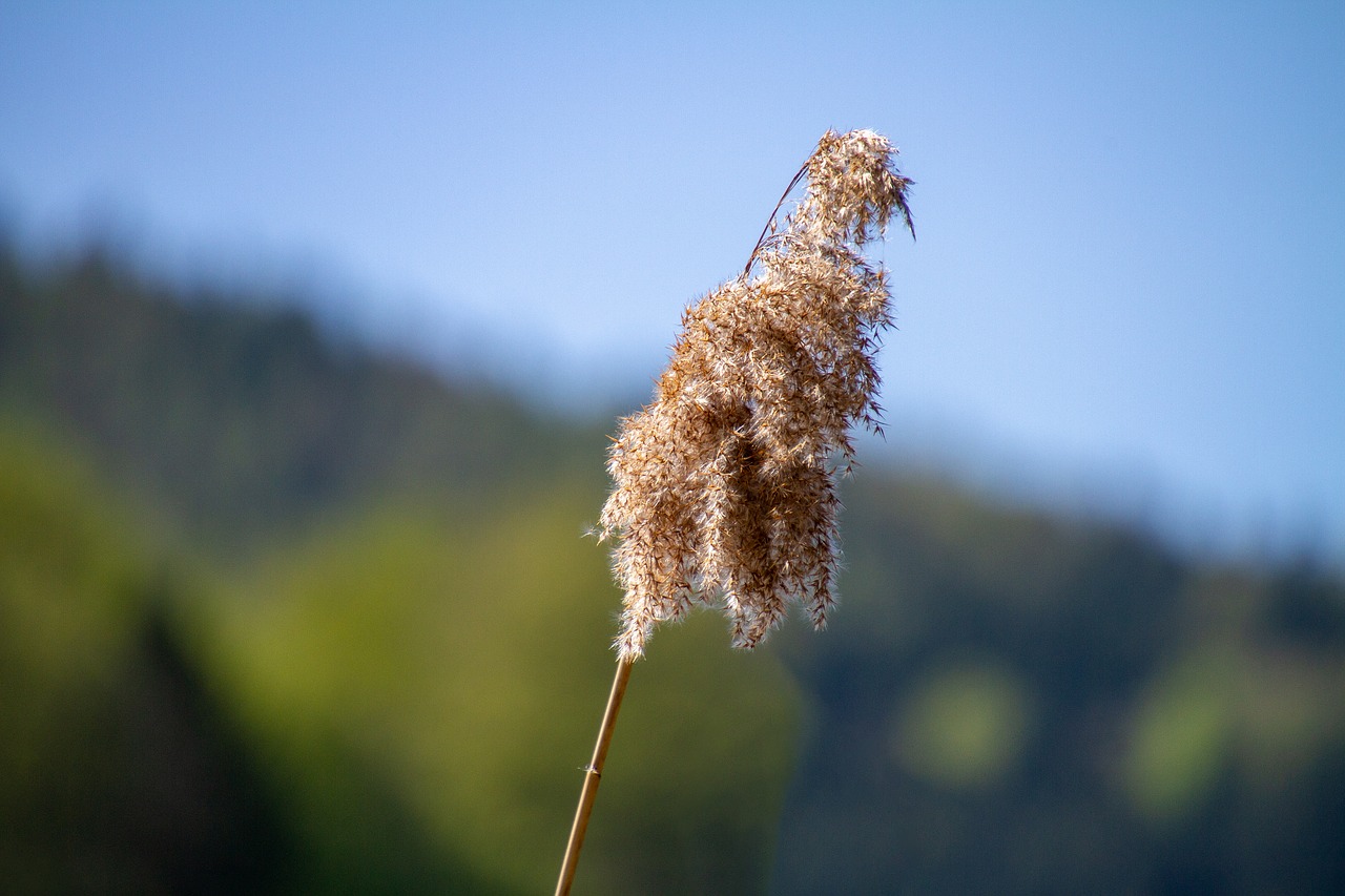 reed  nature  sky free photo