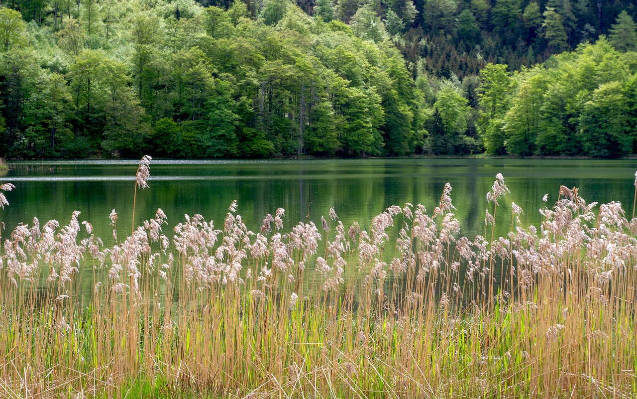 reed  lake  nature free photo