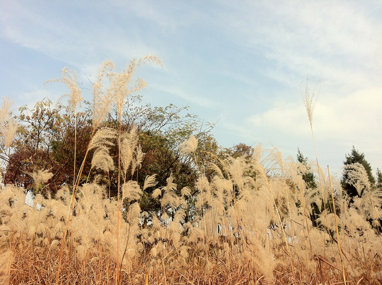 reed autumn sky free photo