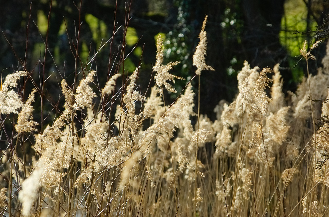 reed  aquatic plant  marsh plant free photo