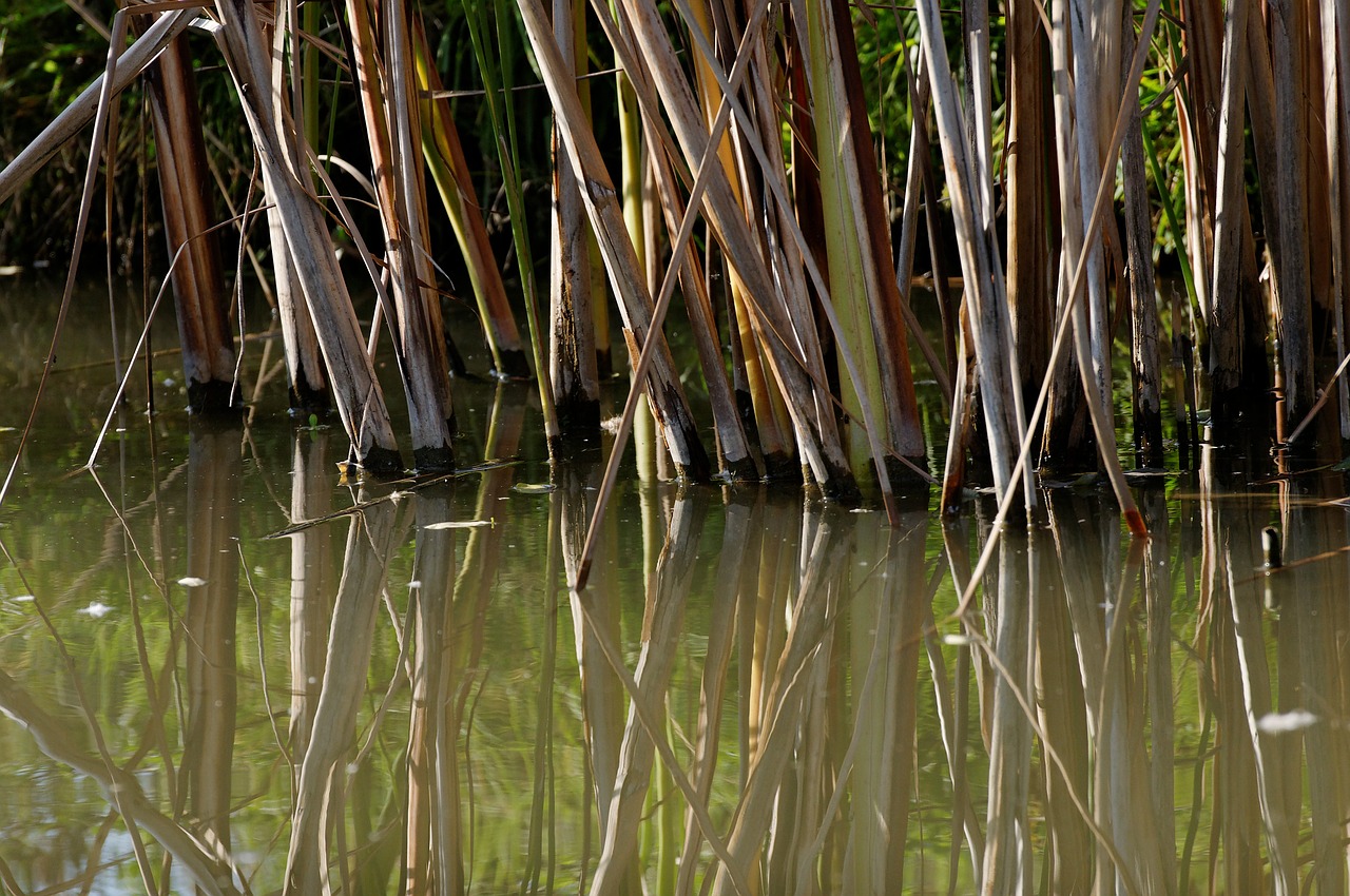 reed teichplanze marsh plant free photo