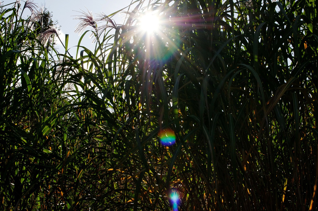 reed evening sun flares free photo