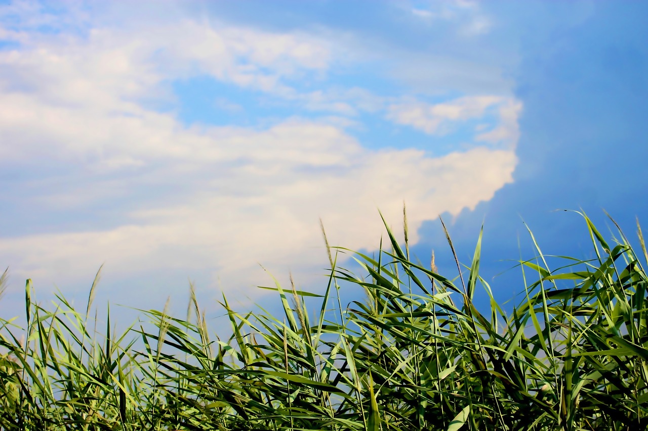 reed  riverside  sky free photo