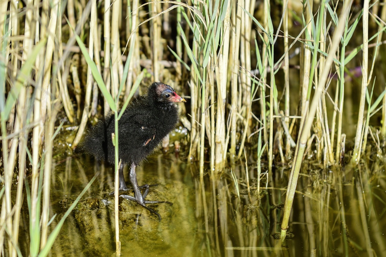 reed  young animal  pond free photo