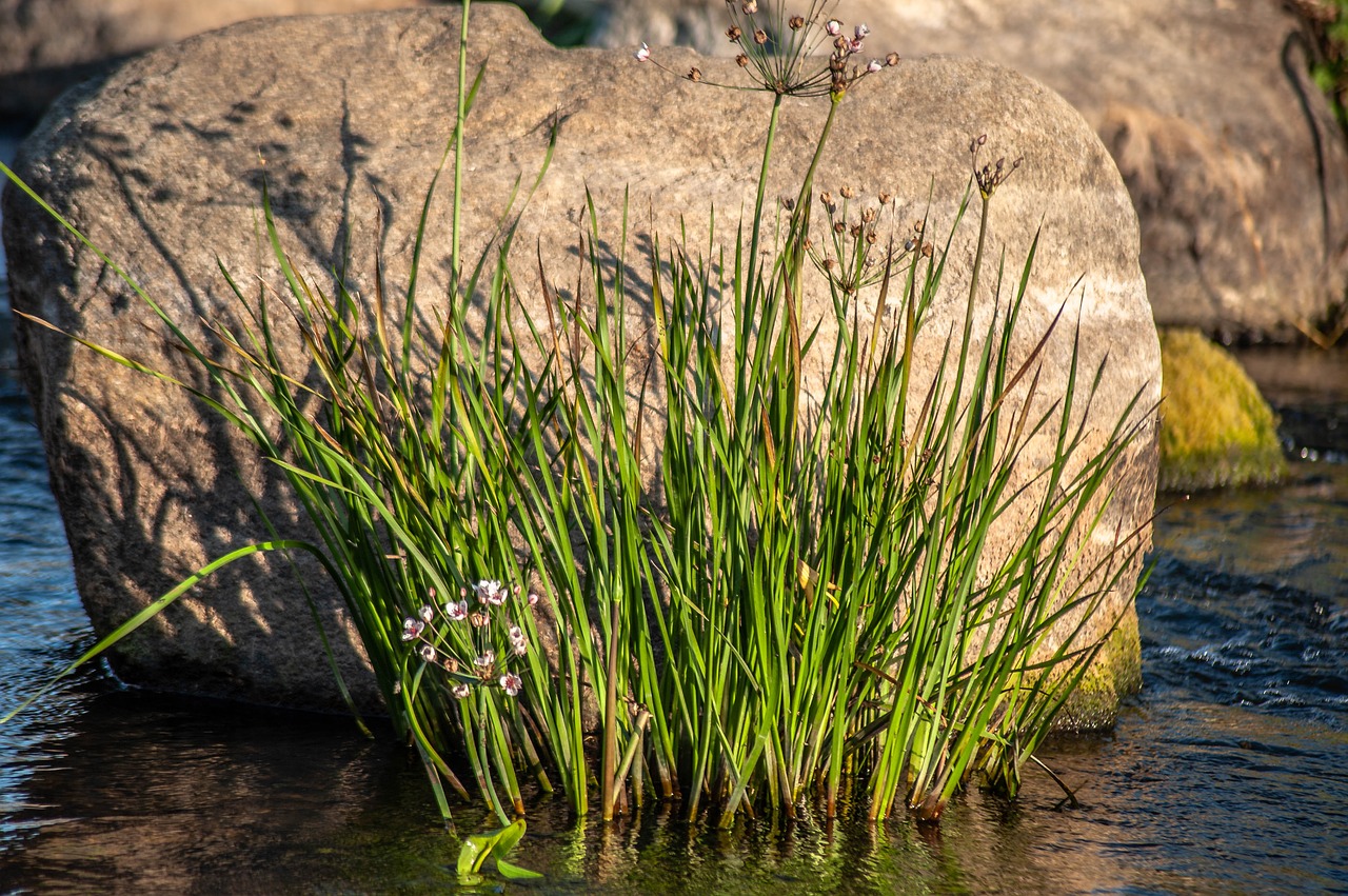 reed  blossom  bloom free photo